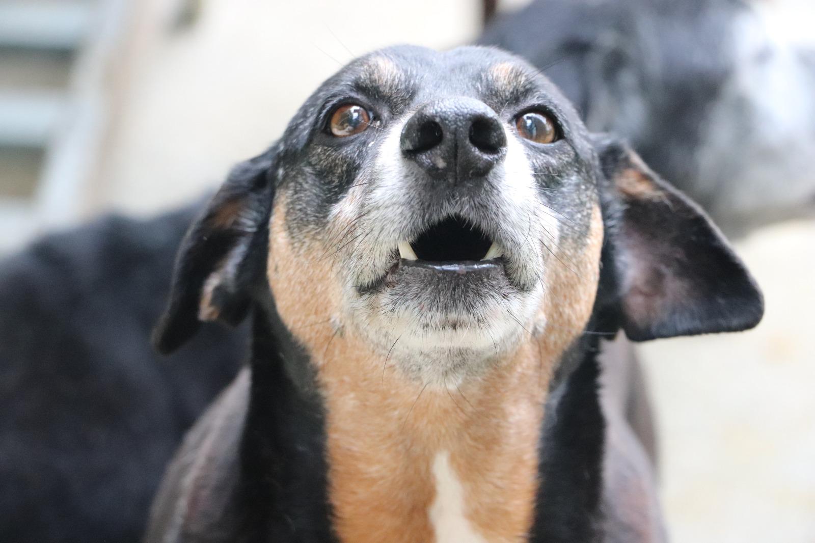 Familles lors de la journée d'adoption d'animaux