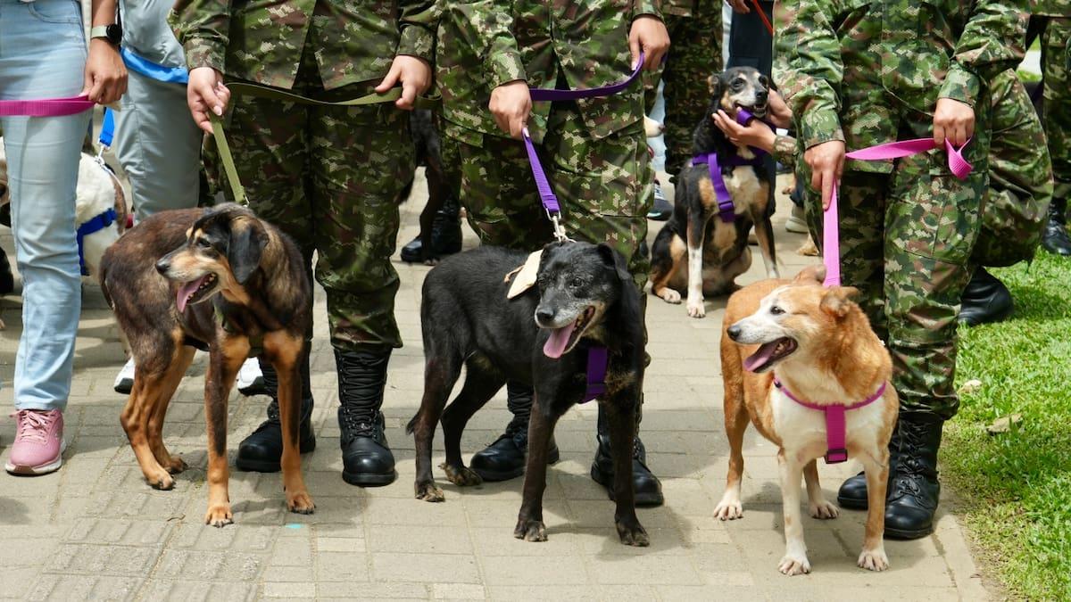 Chiens et chats à la journée d'adoption à Medellín