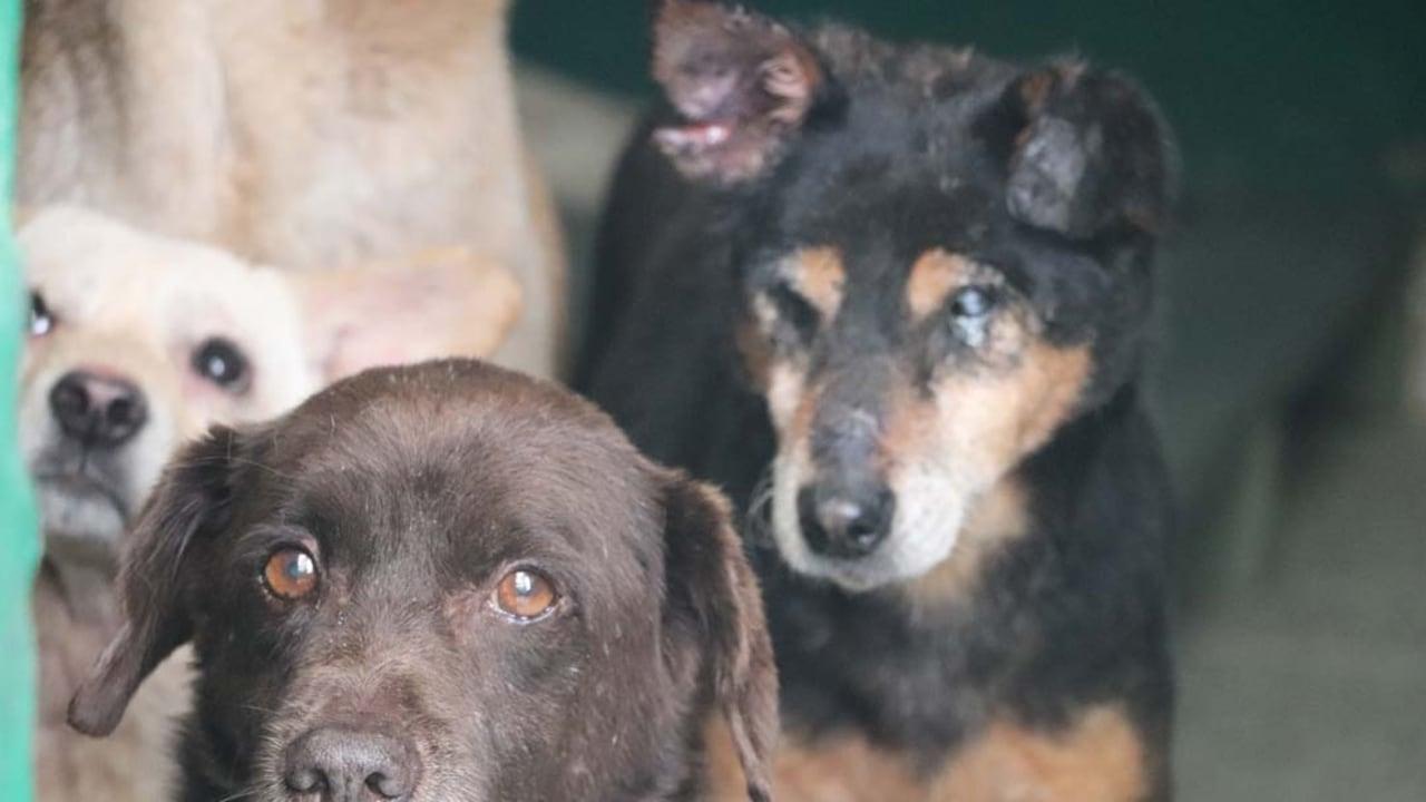 Centre de bien-être animal à la journée d'adoption