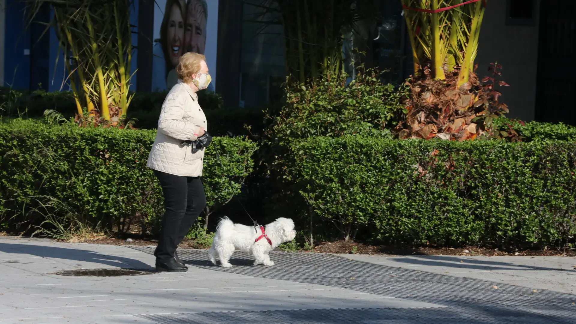 Menaces pandémiques chez les chiens