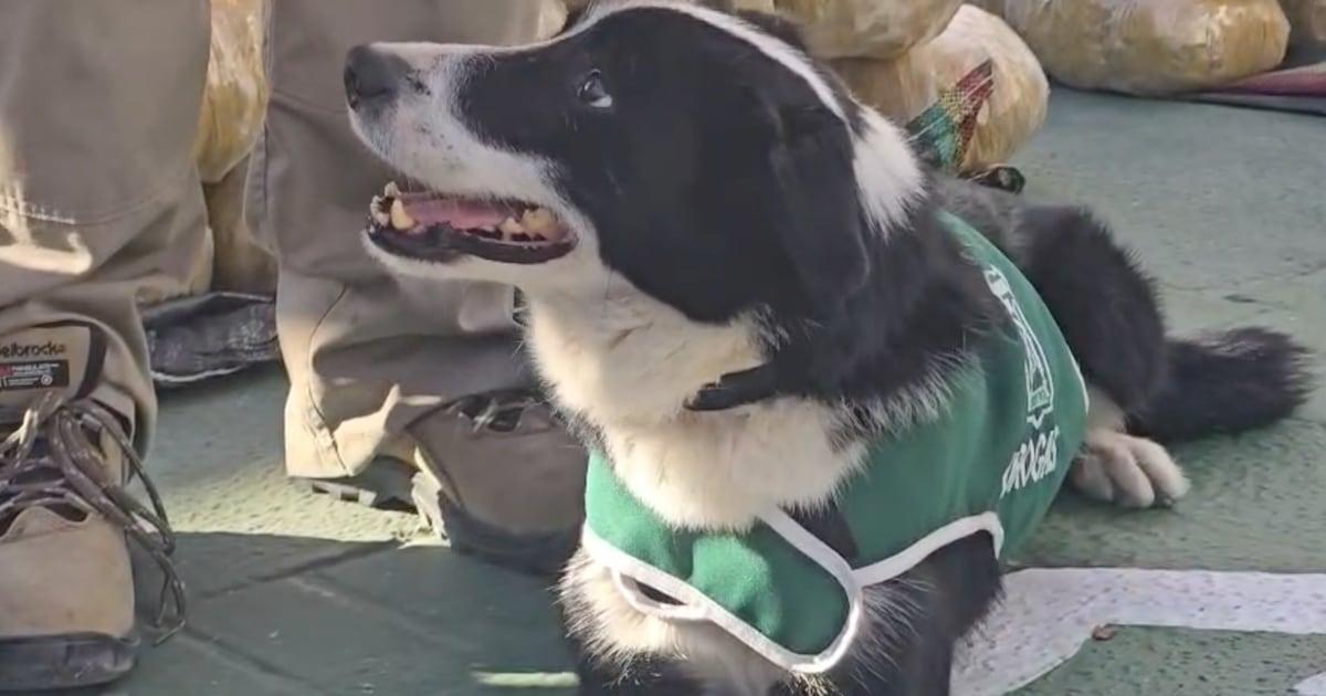 Perro detector de drogas del OS7