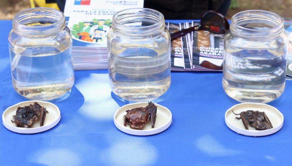 Opération de surveillance pour la rage chez les chauves-souris