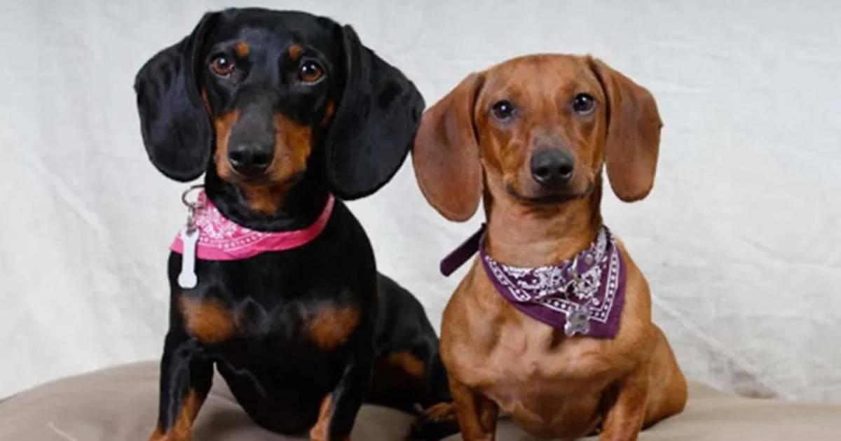 Célébration du Jour du Chien Saucisse