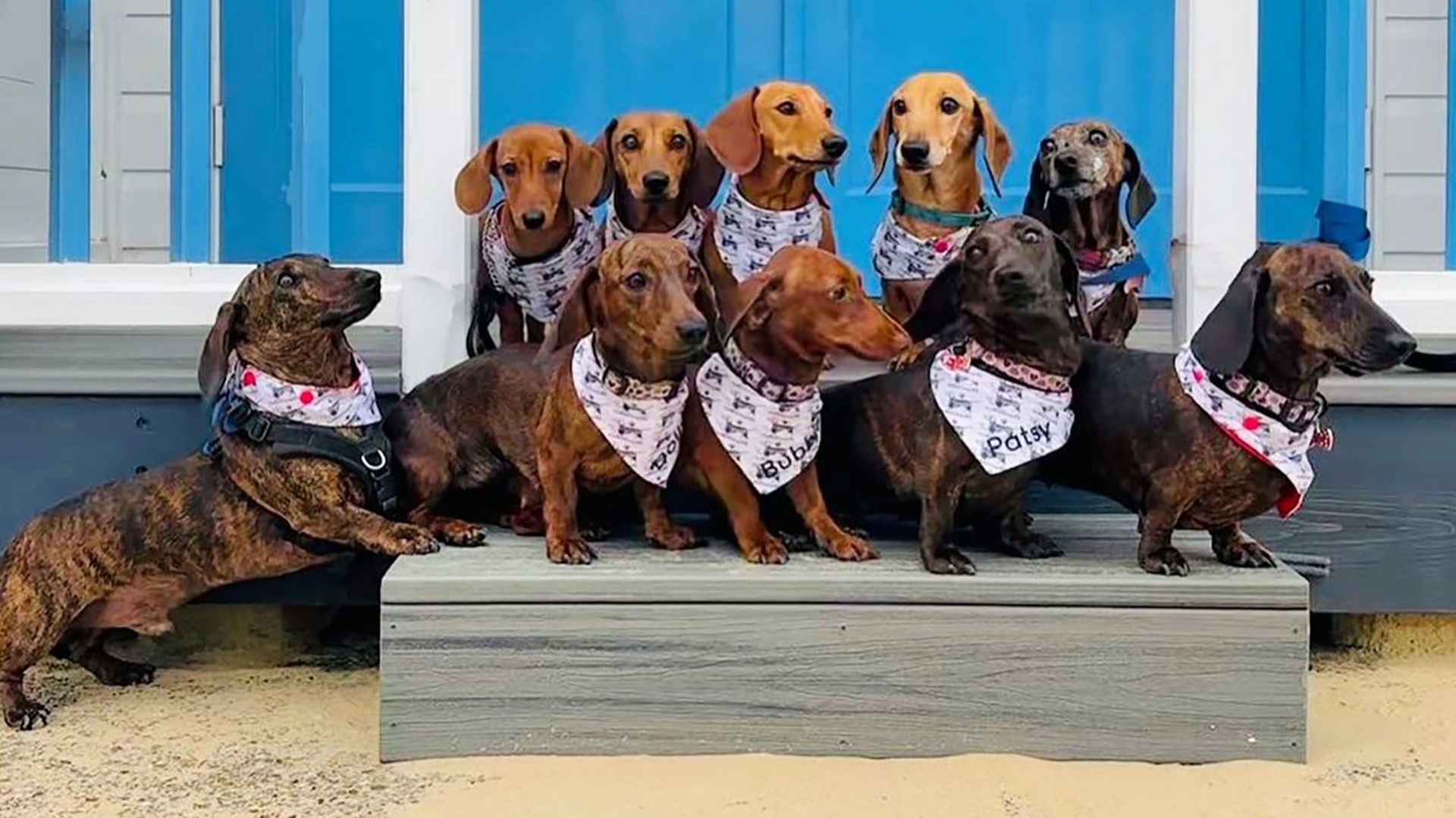 Chien saucisse au Jour du Chien Saucisse