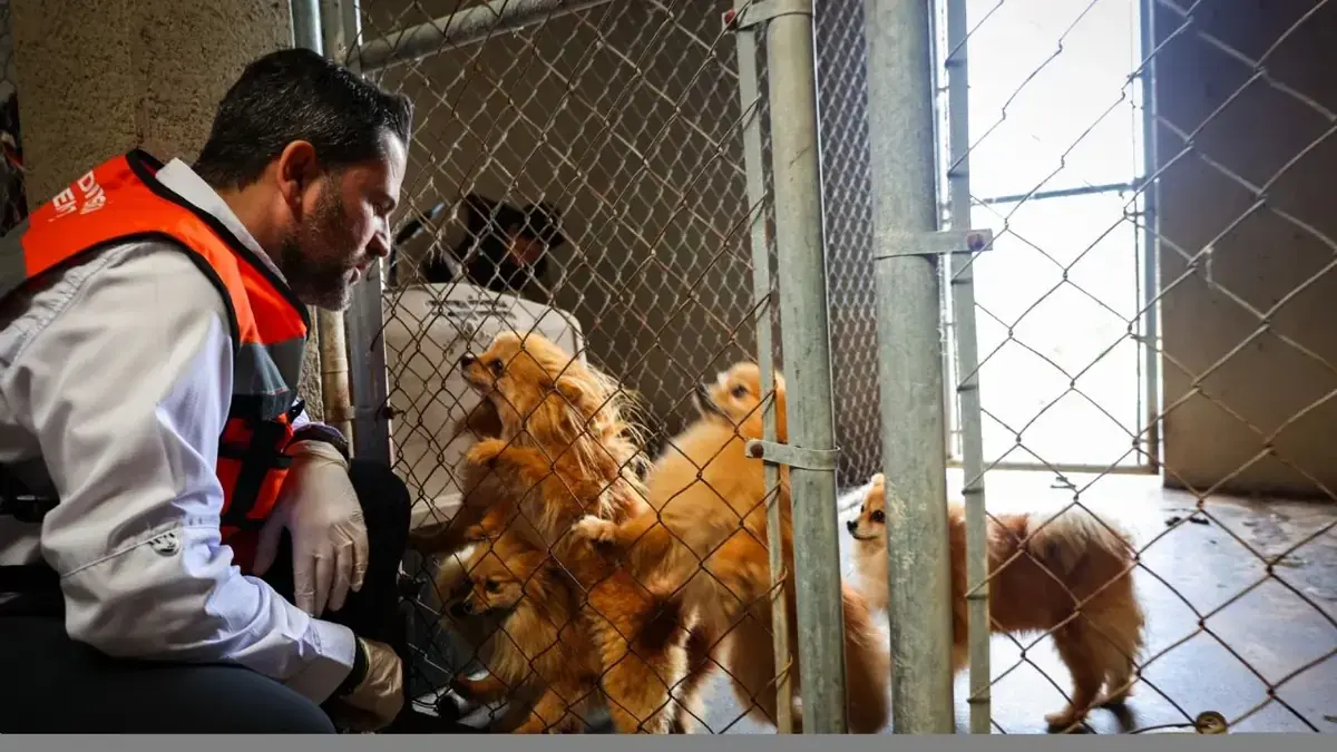 Chiens sauvés de l'élevage clandestin