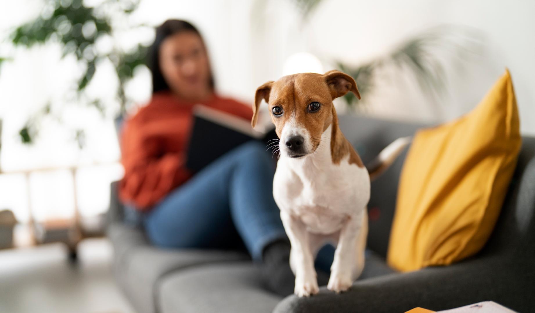 Impact des chiens sur la qualité de l'air