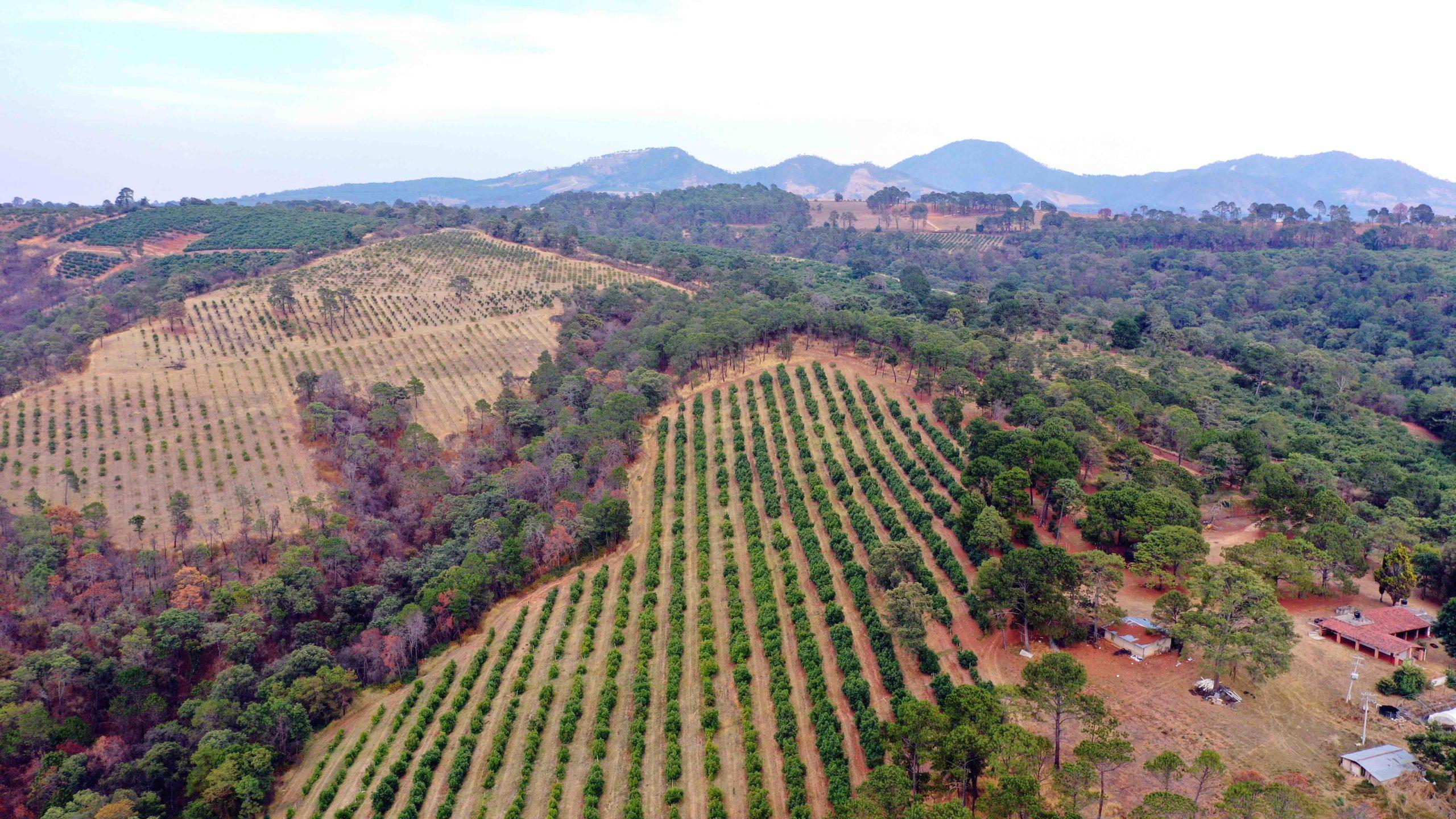 avocat libre de déforestation