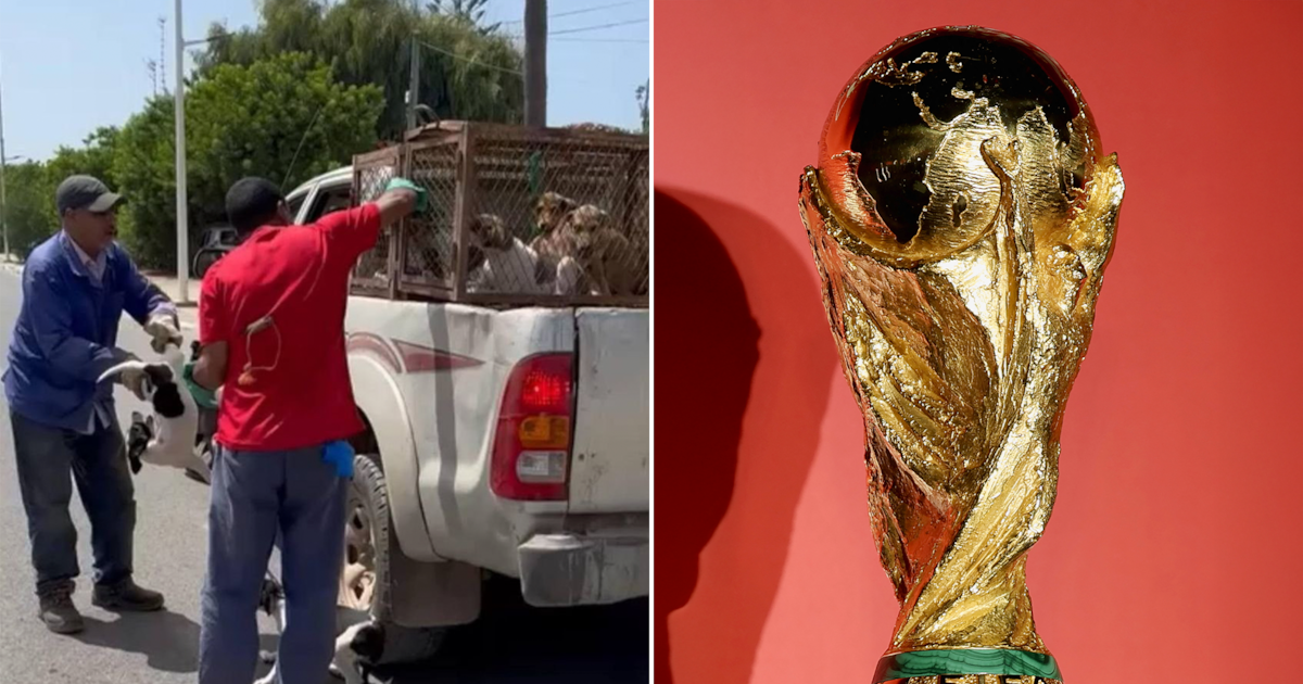 perros callejeros y mundial 2030