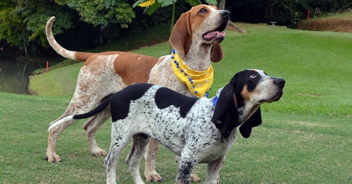 Sabueso Fino Colombiano reconnu par la FCI