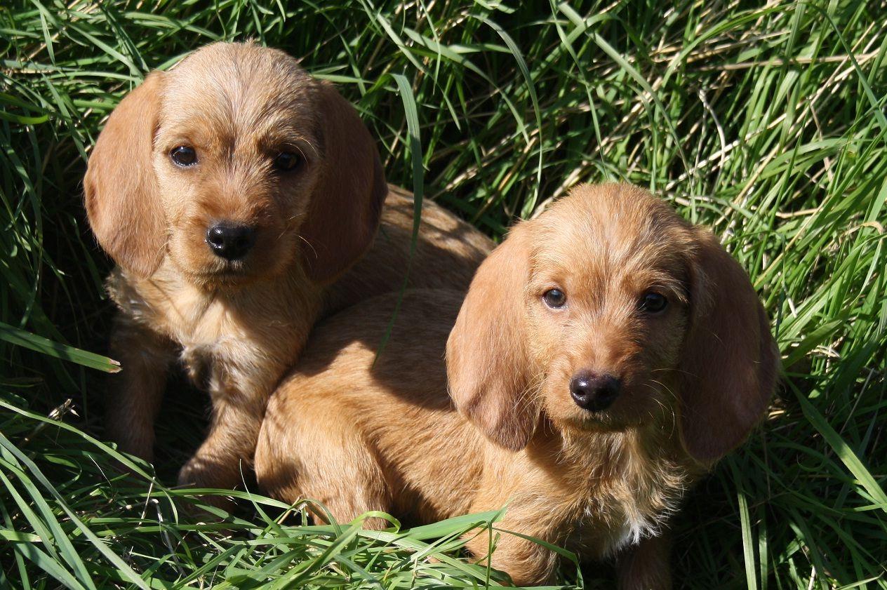 cachorros de brittany