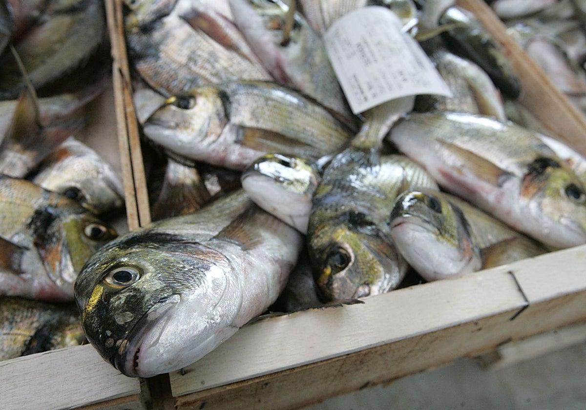 Impact du réchauffement des océans sur la biomasse des poissons