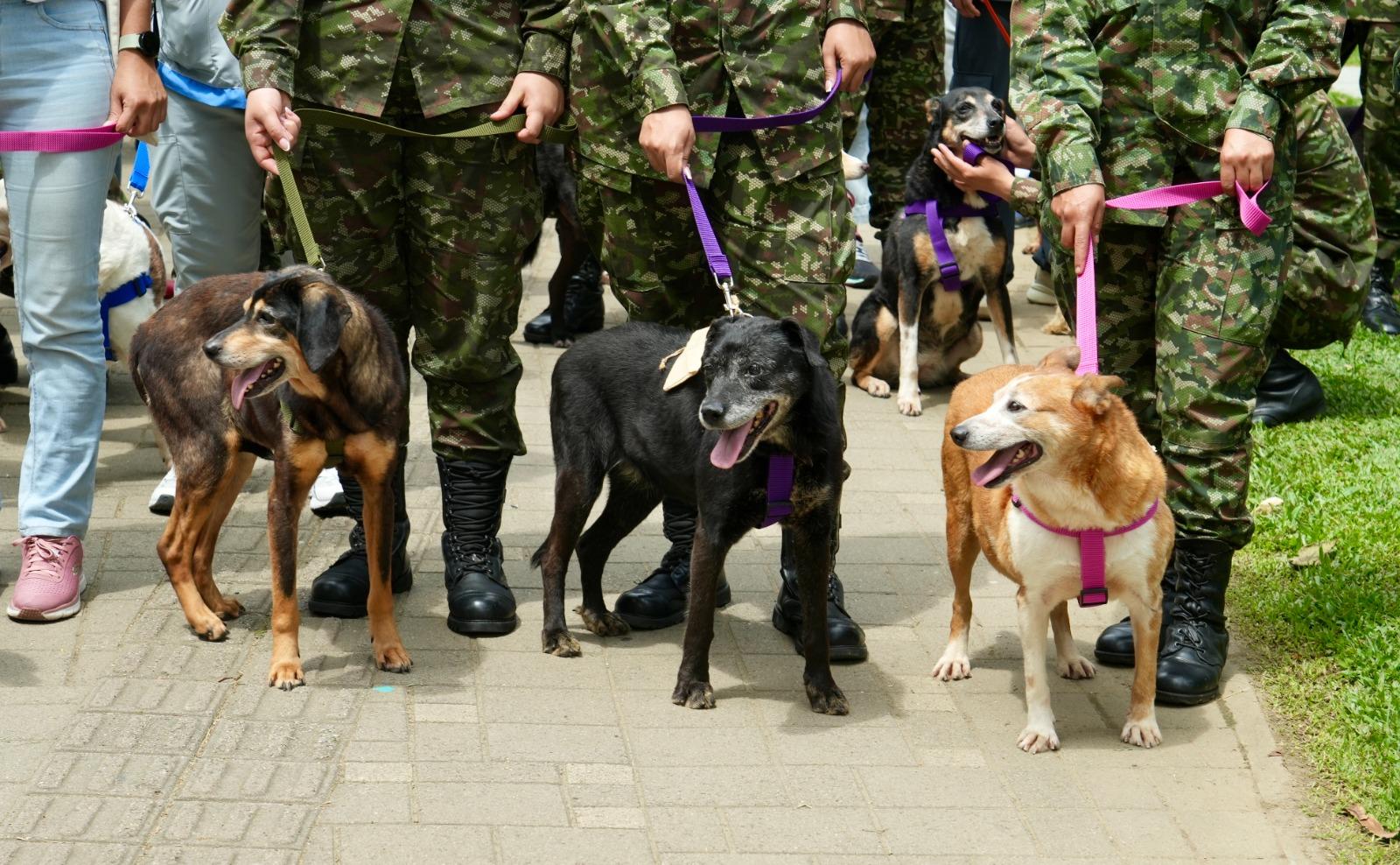Journée d'adoption à Medellín