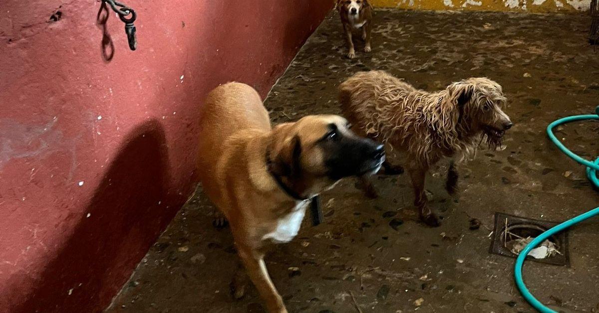 perros plaza de toros Algeciras