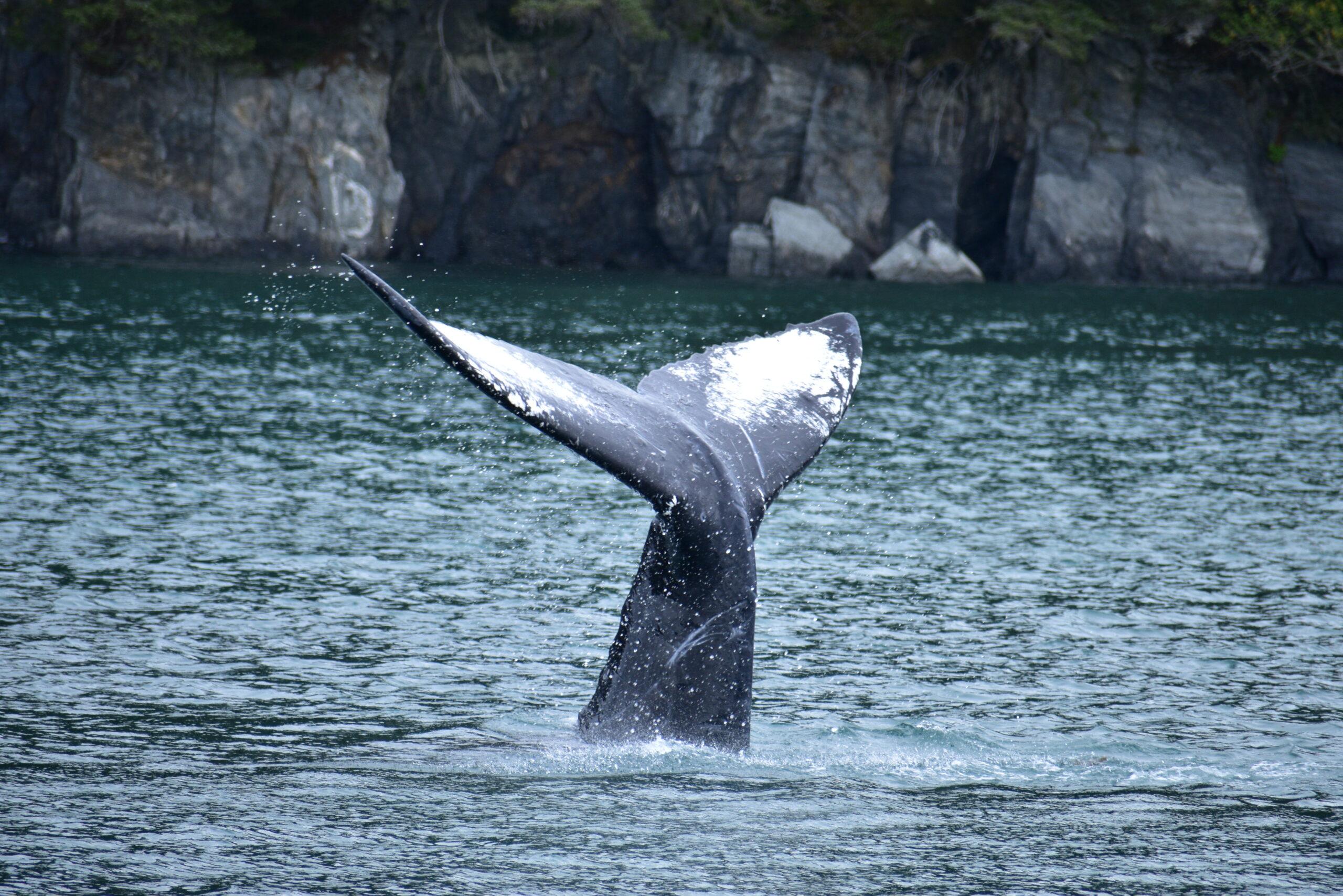 Crucero en Alaska con enfoque en conservación marina