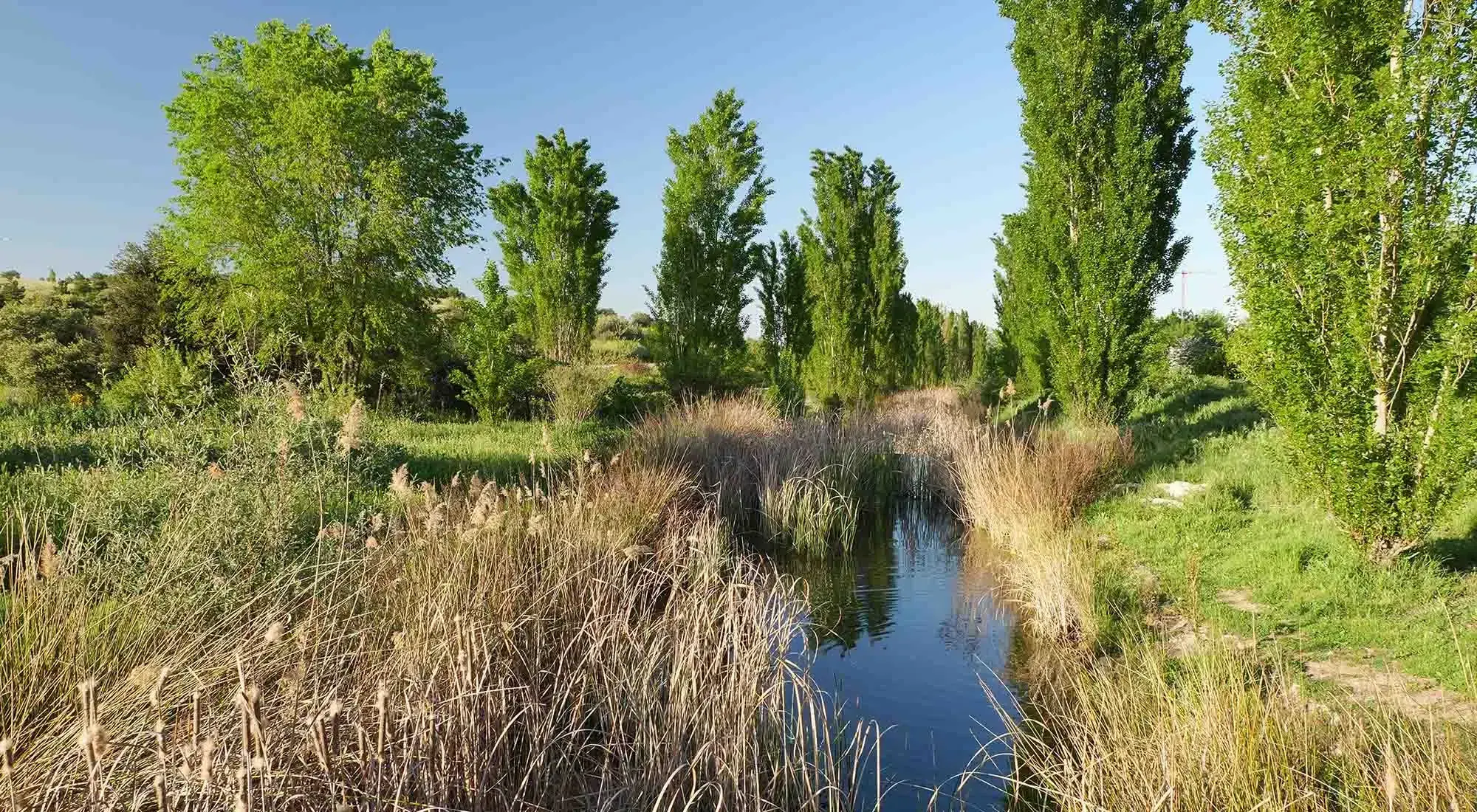 Año del Medio Ambiente en la Comunidad de Madrid