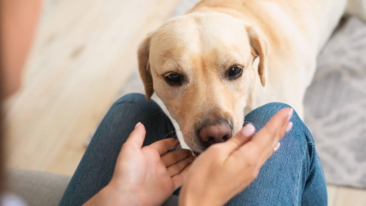 Les chiens détectent la maladie de Parkinson par l'odeur