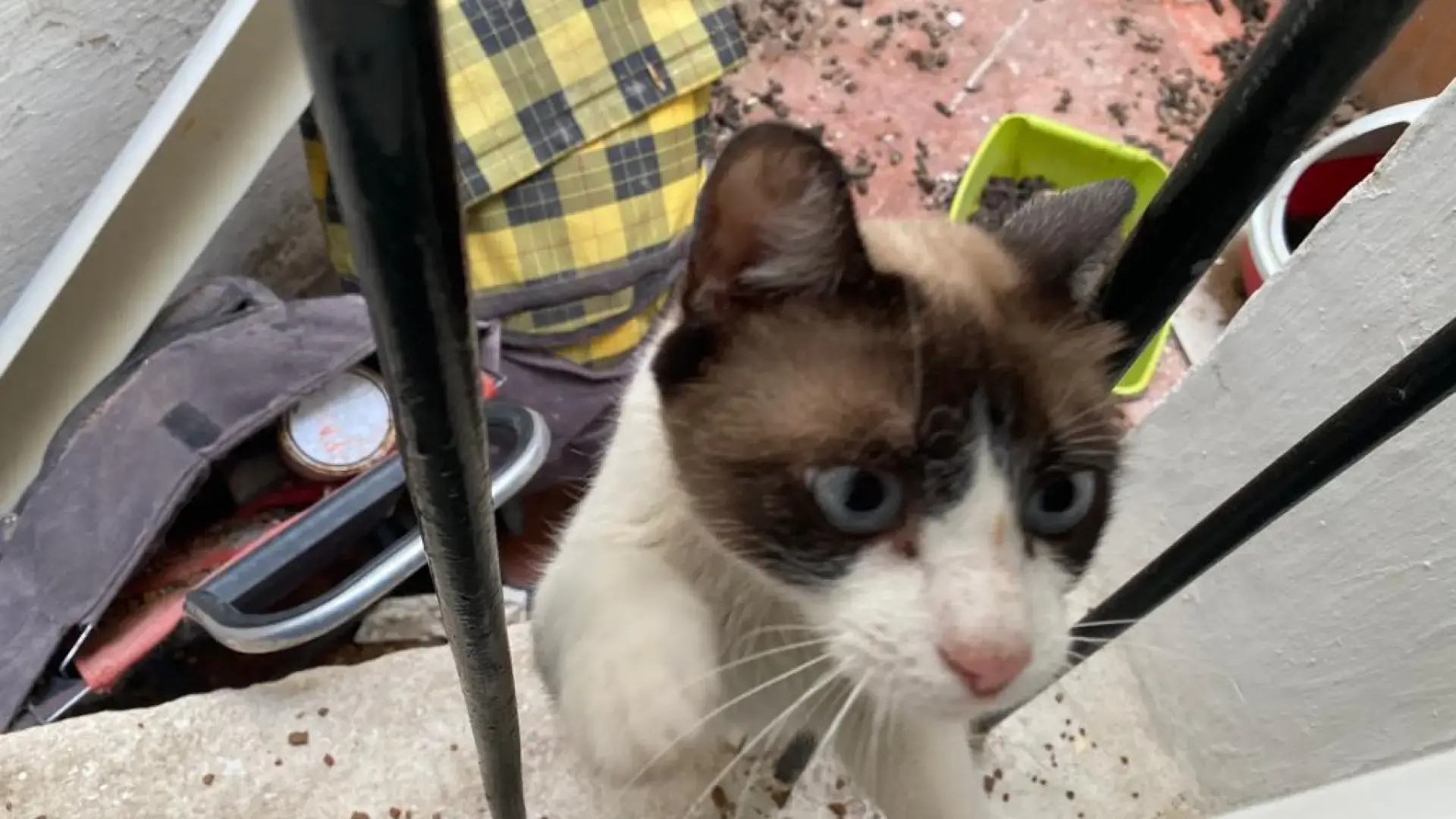 Gendarmerie Nationale et Seprona dans le sauvetage d'animaux