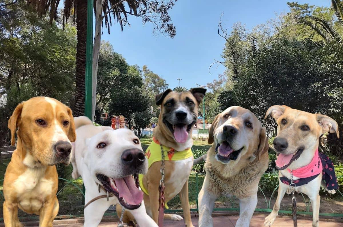 Feria de adopcion de perros