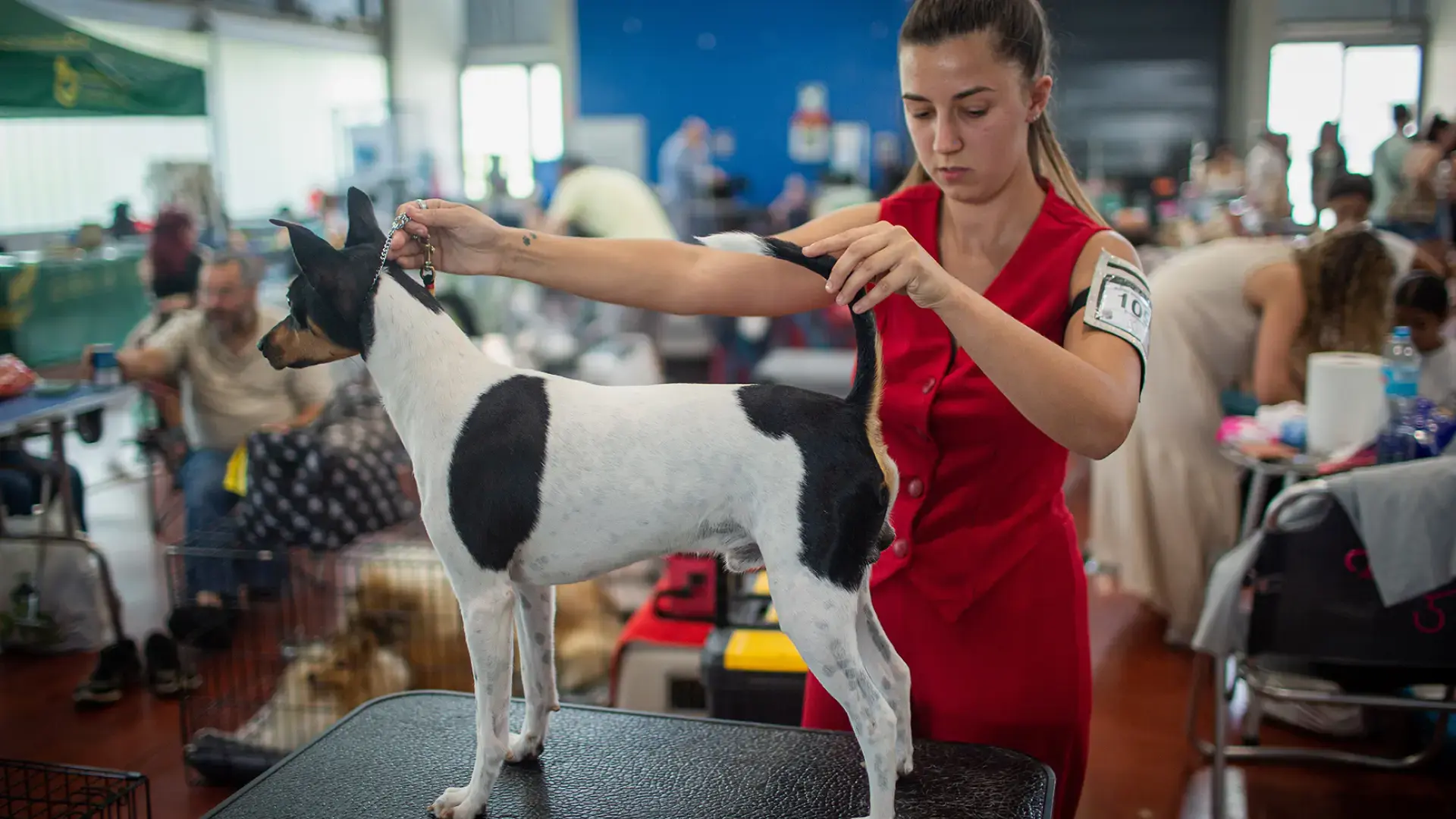 Exhibitions canines à Calatayud Exhibitions canines à Calatayud