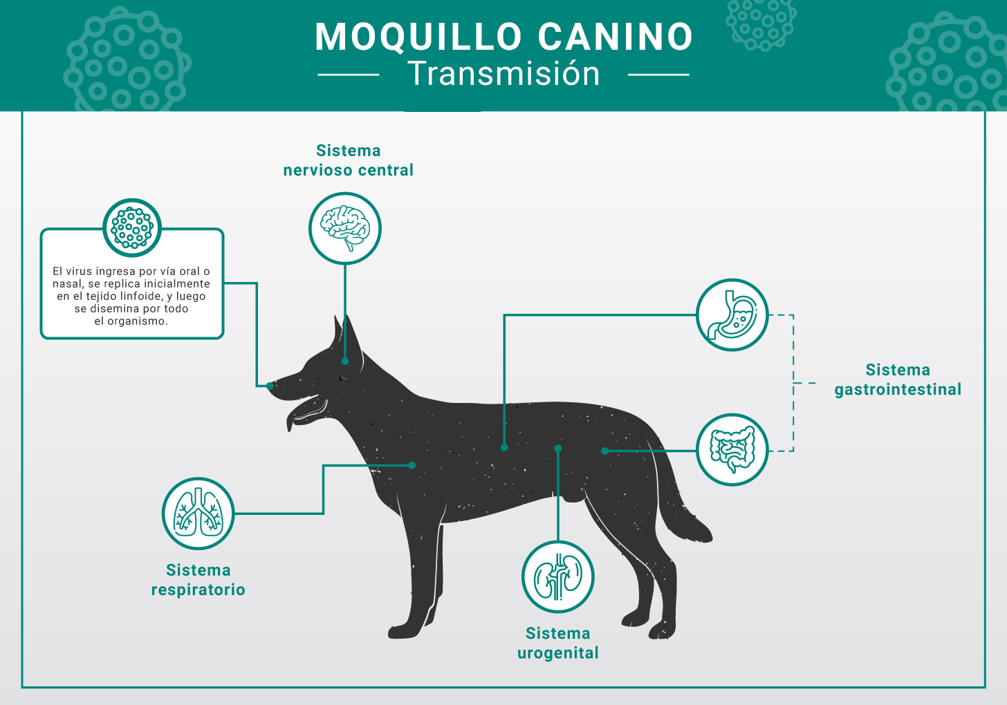 Maladie de Carré chez les chiens Maladie de Carré chez les chiens