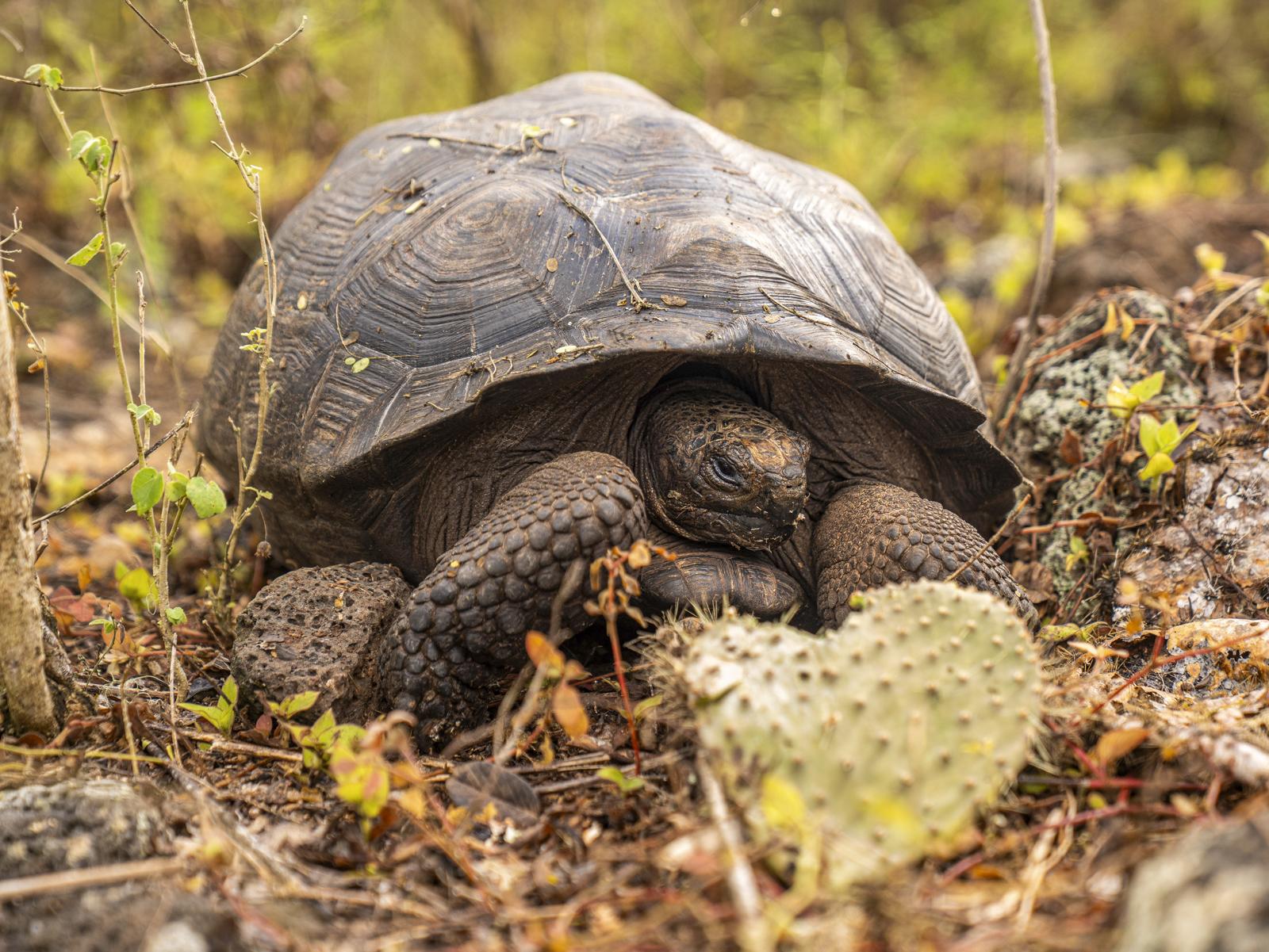 Paysage avec tortues géantes à Floreana
