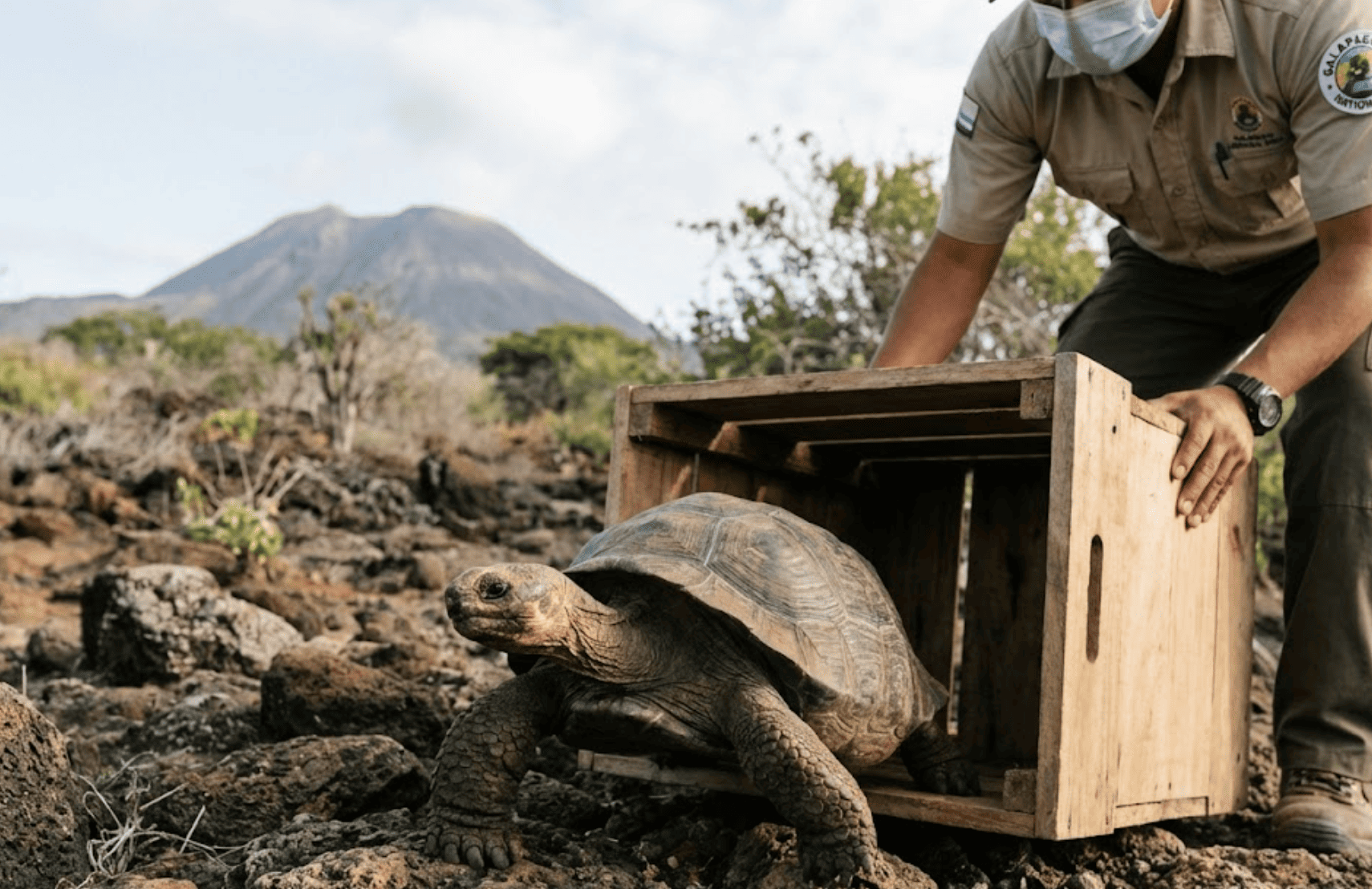 Tortuga gigante en Galápagos