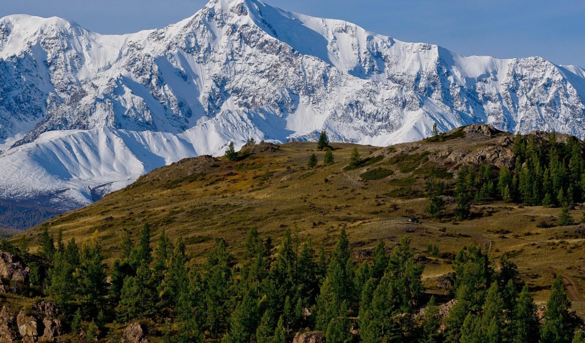 Pourquoi choisir la pureté premium du Shilajit de l'Altaï ?