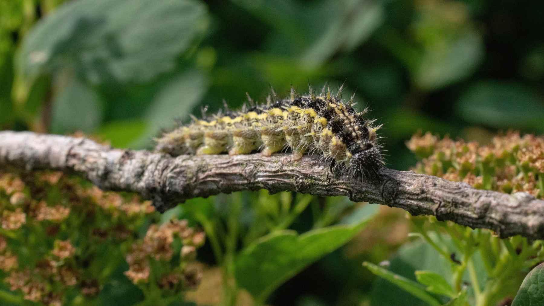 oruga procesionaria y perros oruga procesionaria y perros