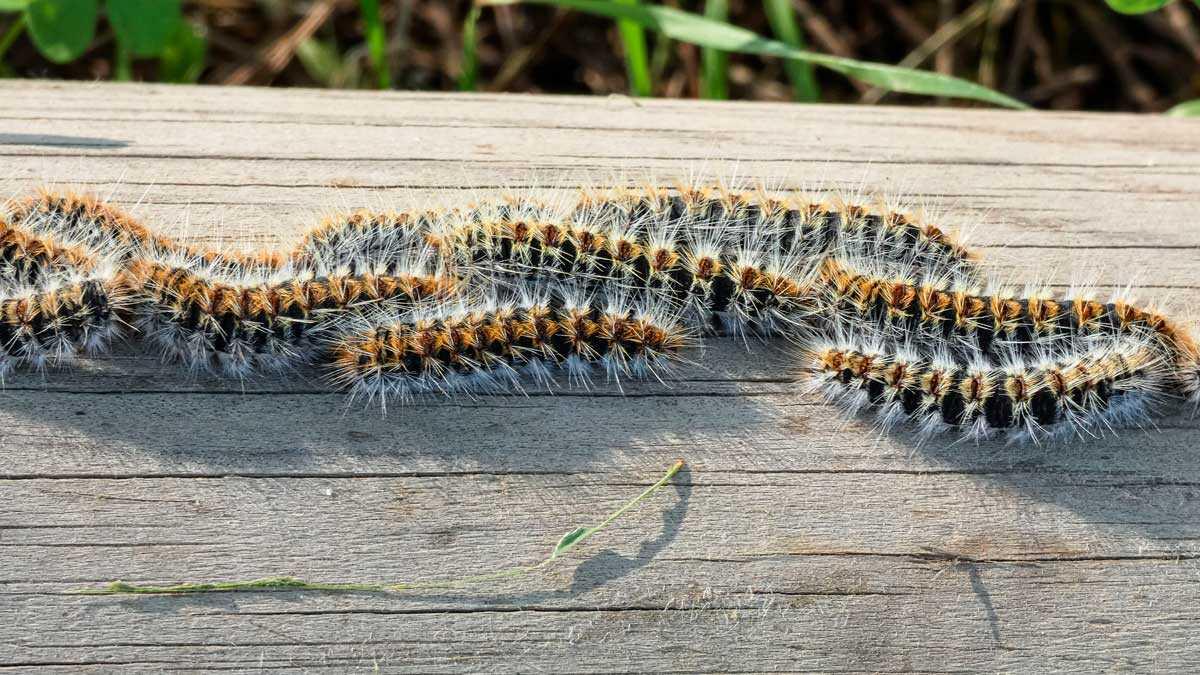 peligro de procesionaria en perros peligro de procesionaria en perros