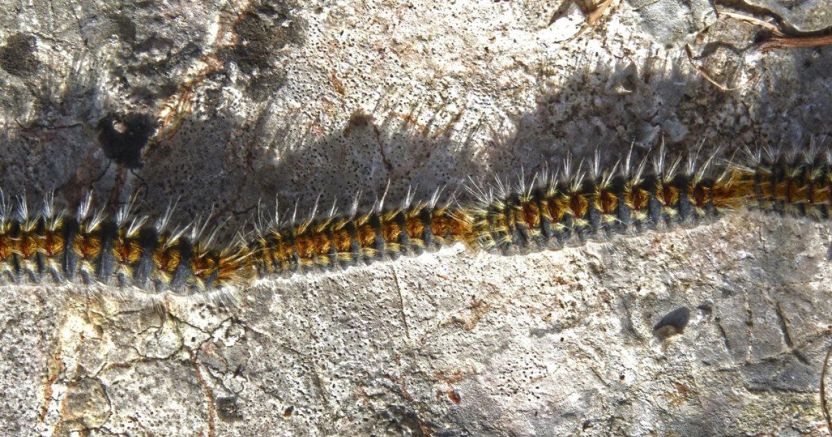 oruga procesionaria peligro mascotas
