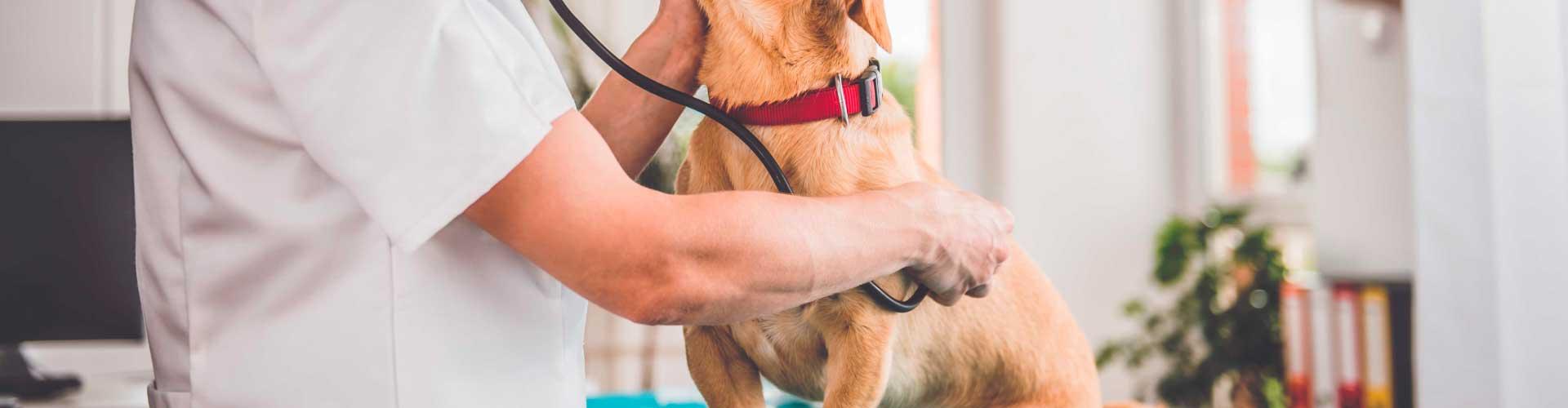 Prévention de la toux chez les chiens