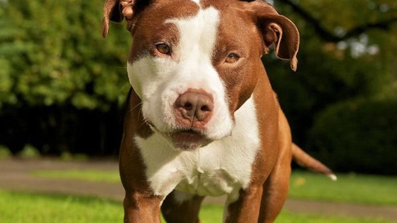 prohibition de race pitbull à Montréal