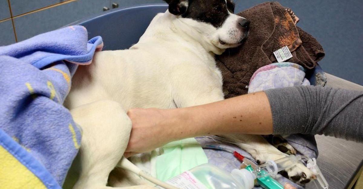 Application informatique de registre de chiens d'assistance