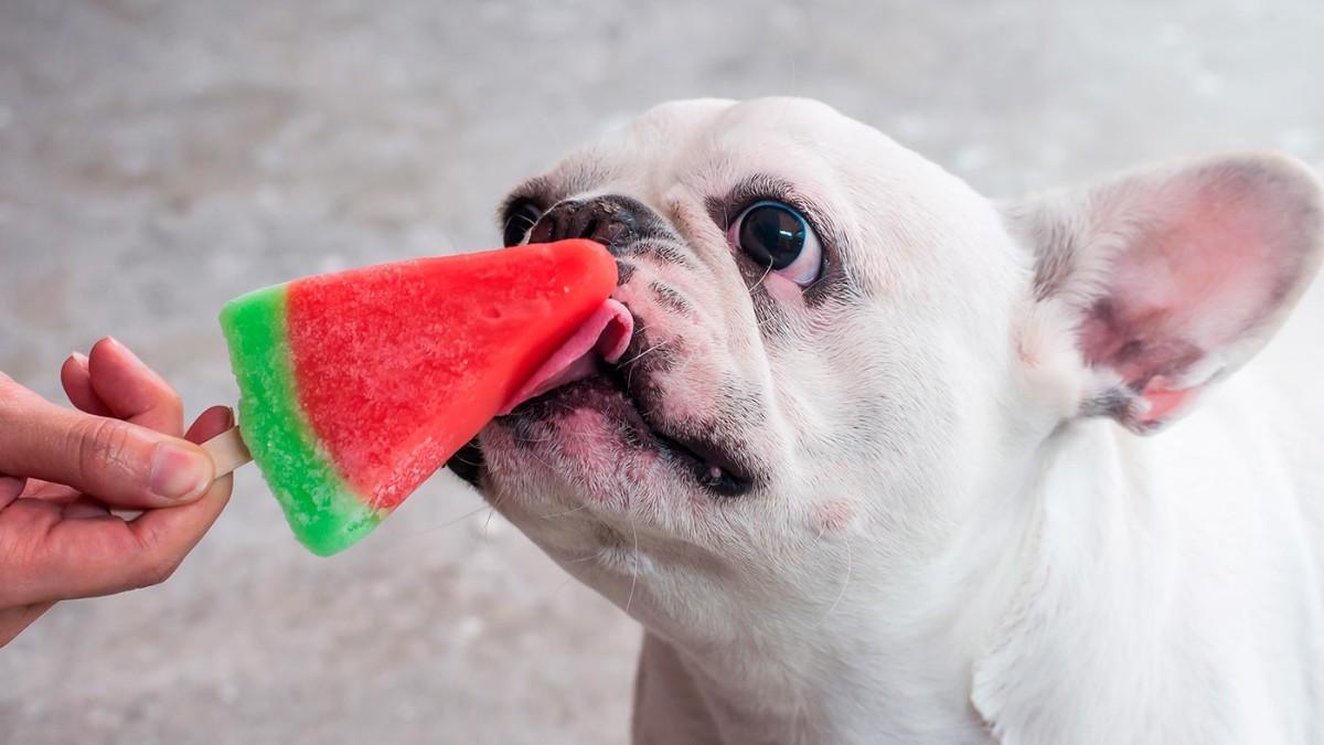 Terrasses avec glaces pour chiens