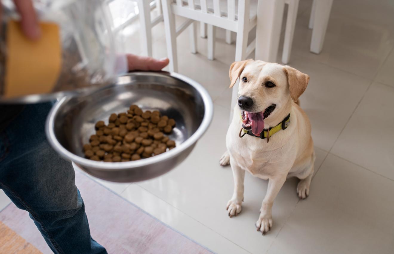 âge pour changer le croquettes de chiot à adulte