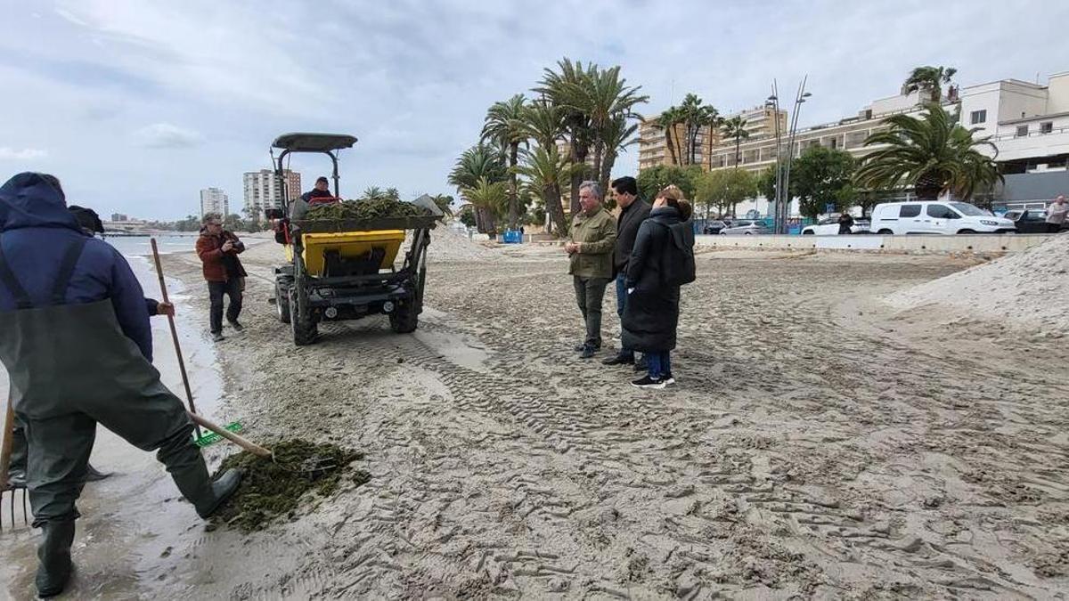 operativo de retirada de biomasa en el Mar Menor operativo de retirada de biomasa en el Mar Menor