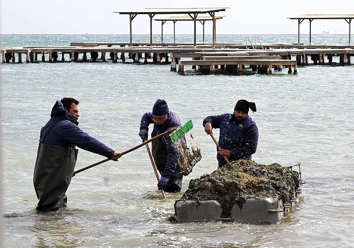 playas del Mar Menor con retirada de biomasa playas del Mar Menor con retirada de biomasa