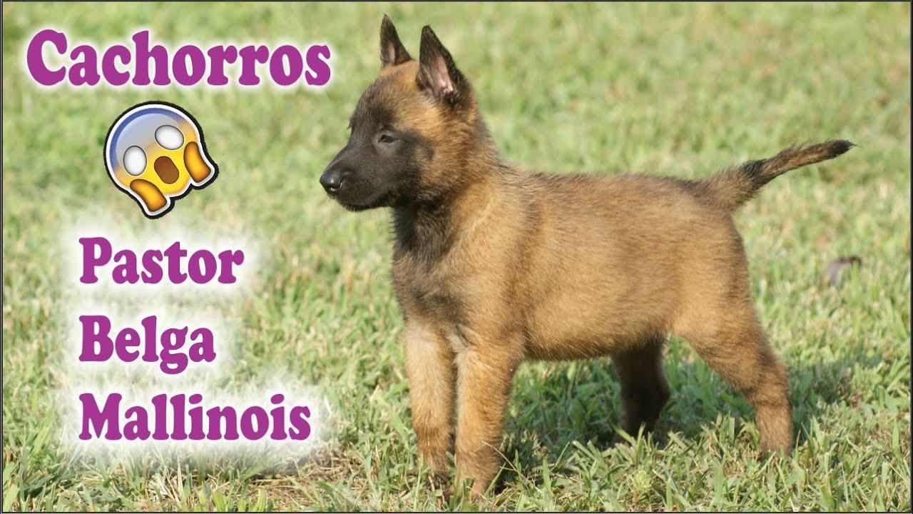 cachorros pastor belga malinois pedigree