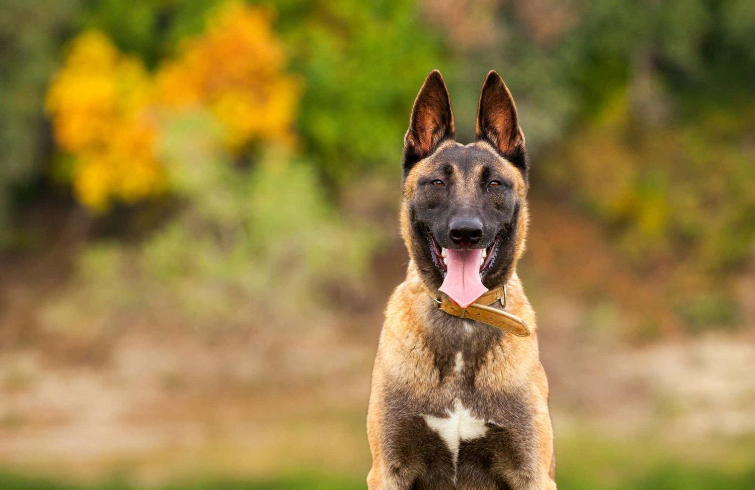 edad cachorros pastor belga malinois