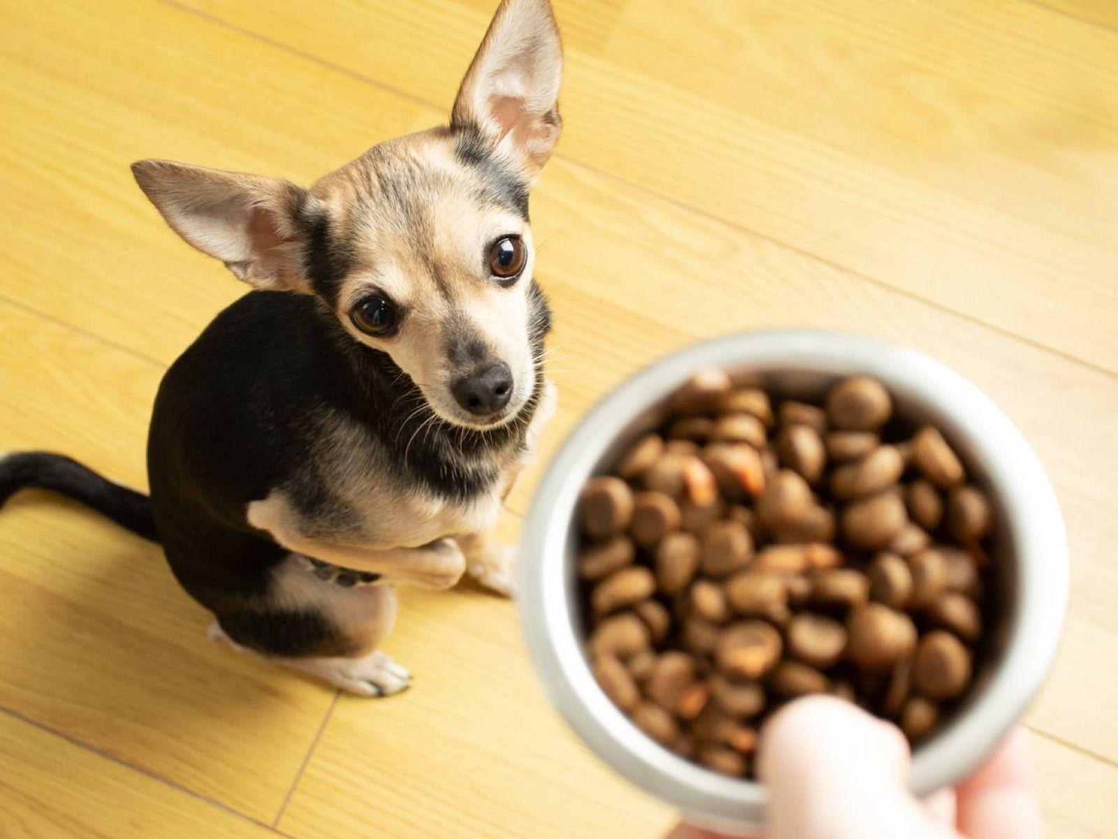 combien doit manger un chien Chihuahua combien doit manger un chien Chihuahua