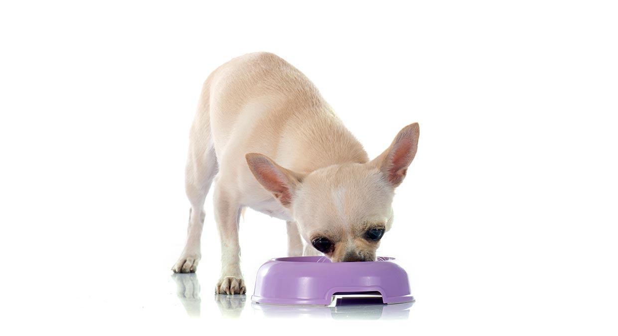 alimentation quotidienne d'un chien Chihuahua alimentation quotidienne d'un chien Chihuahua