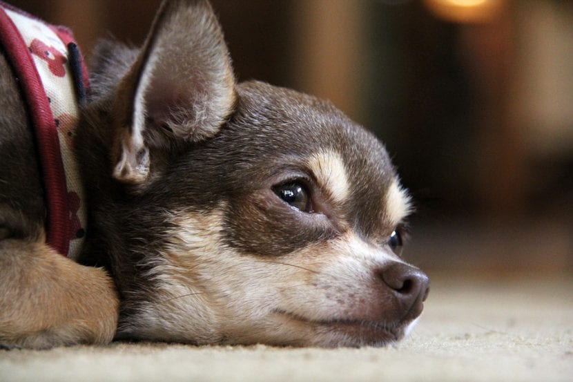 Chihuahua chiot