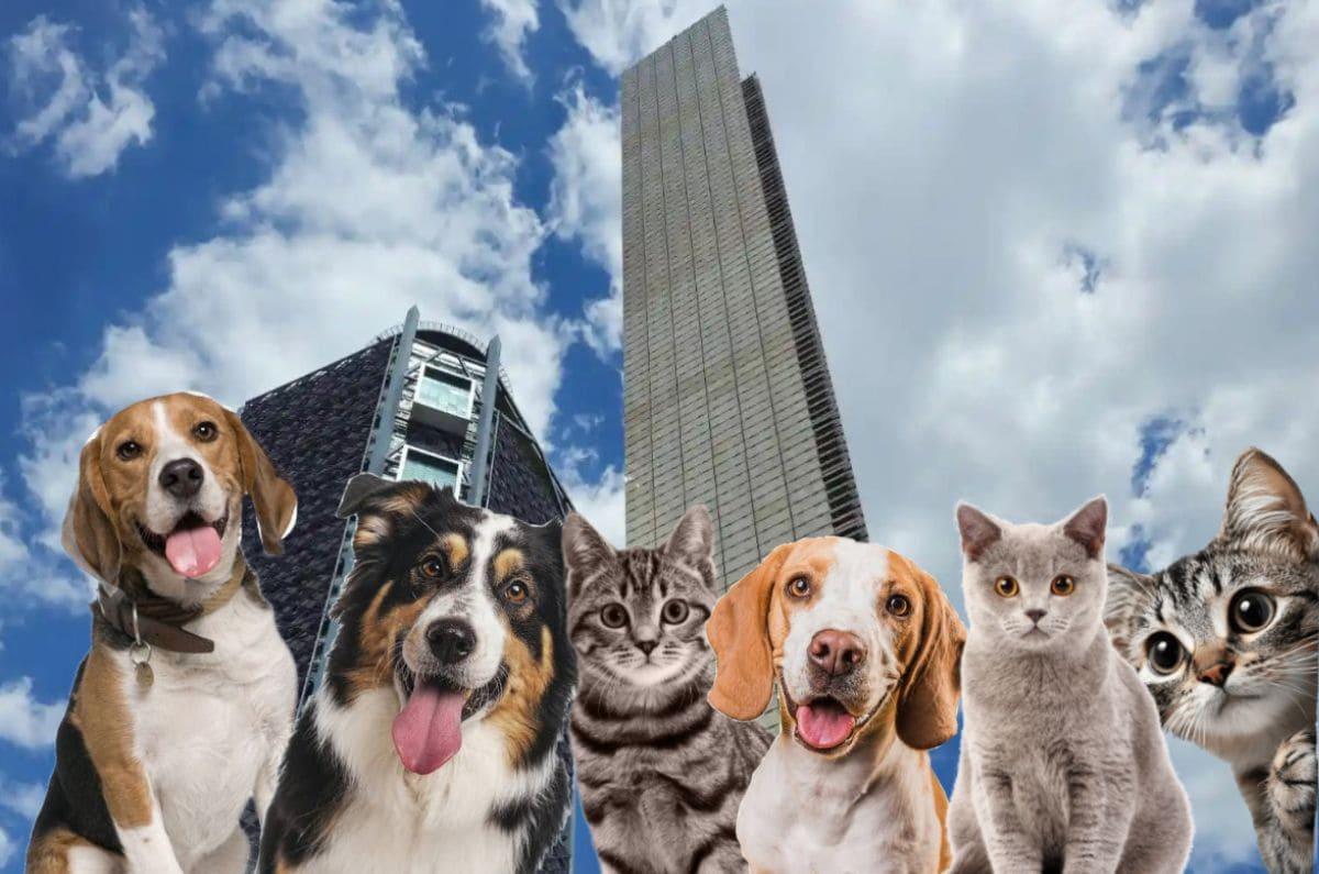 Adoptatón don de croquettes pour refuges