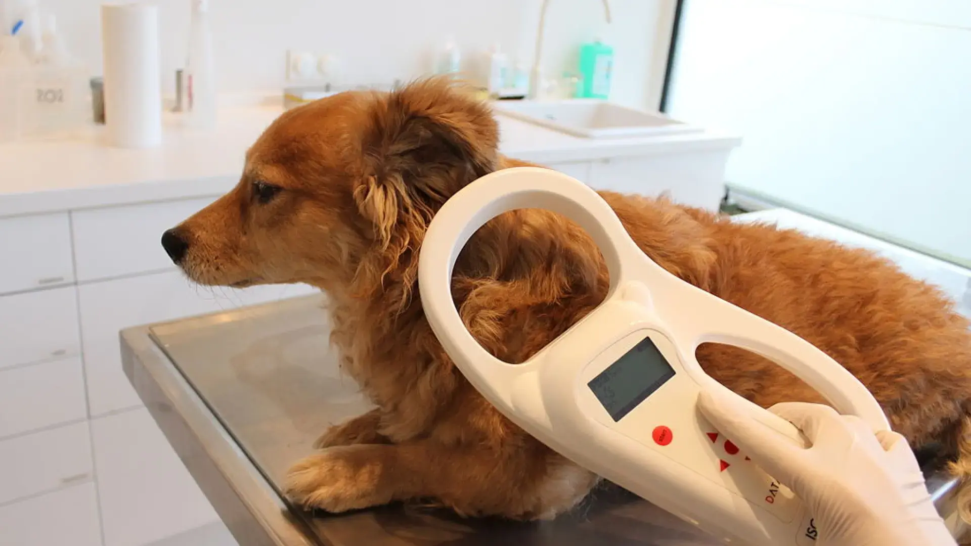 Reconnaissance faciale pour mascottes