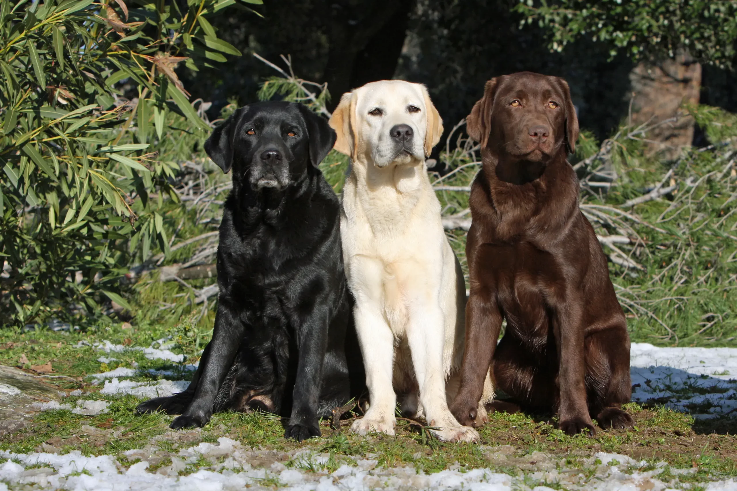 Cachorros Labrador Retriever Jouant
