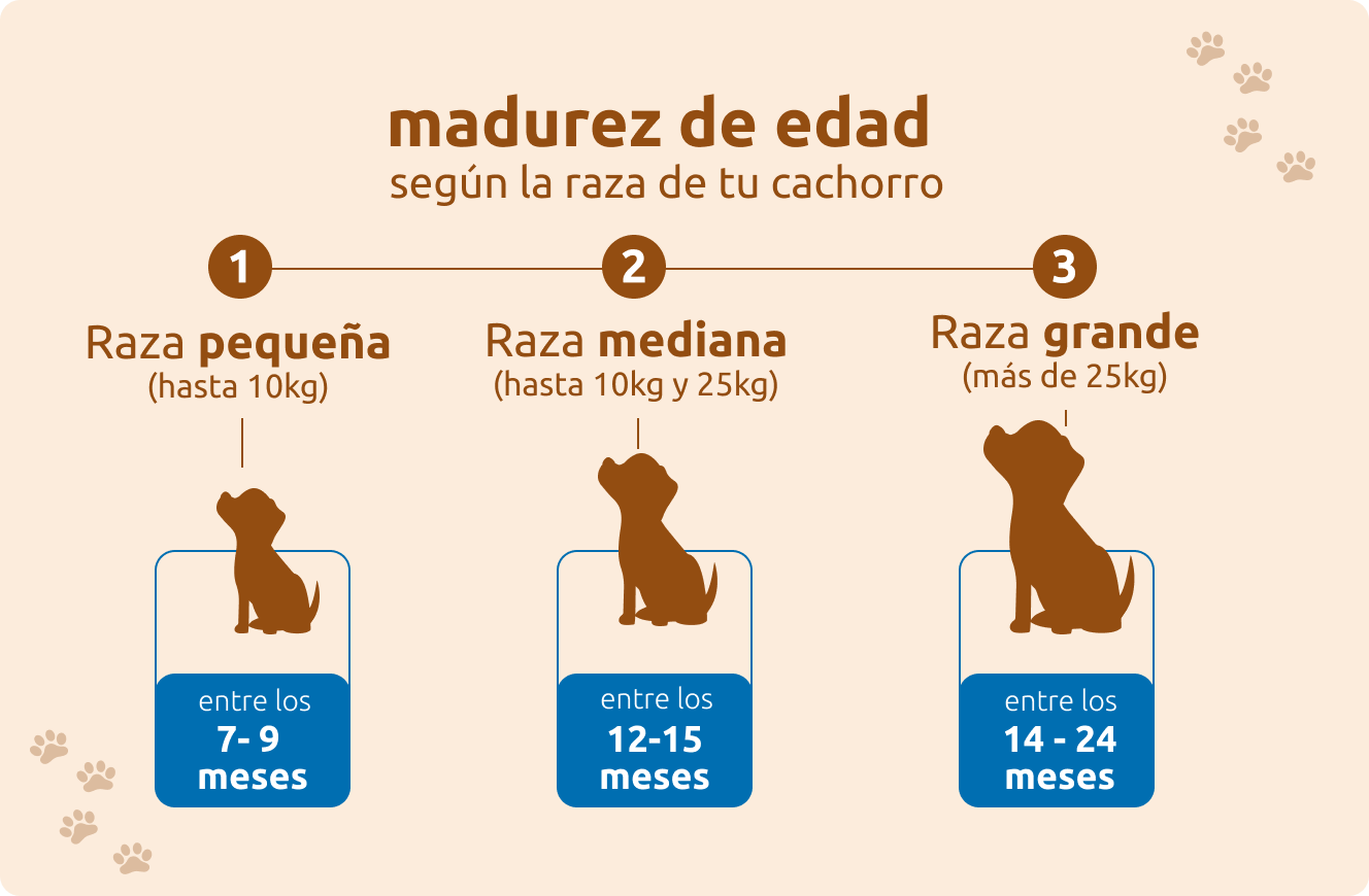 cuando cambiar la comida de cachorro a adulto