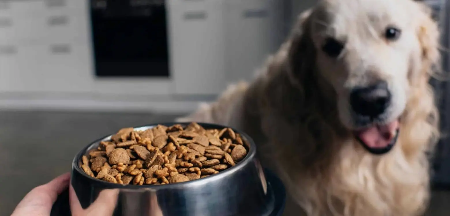 différences entre nourriture de chiot et adulte