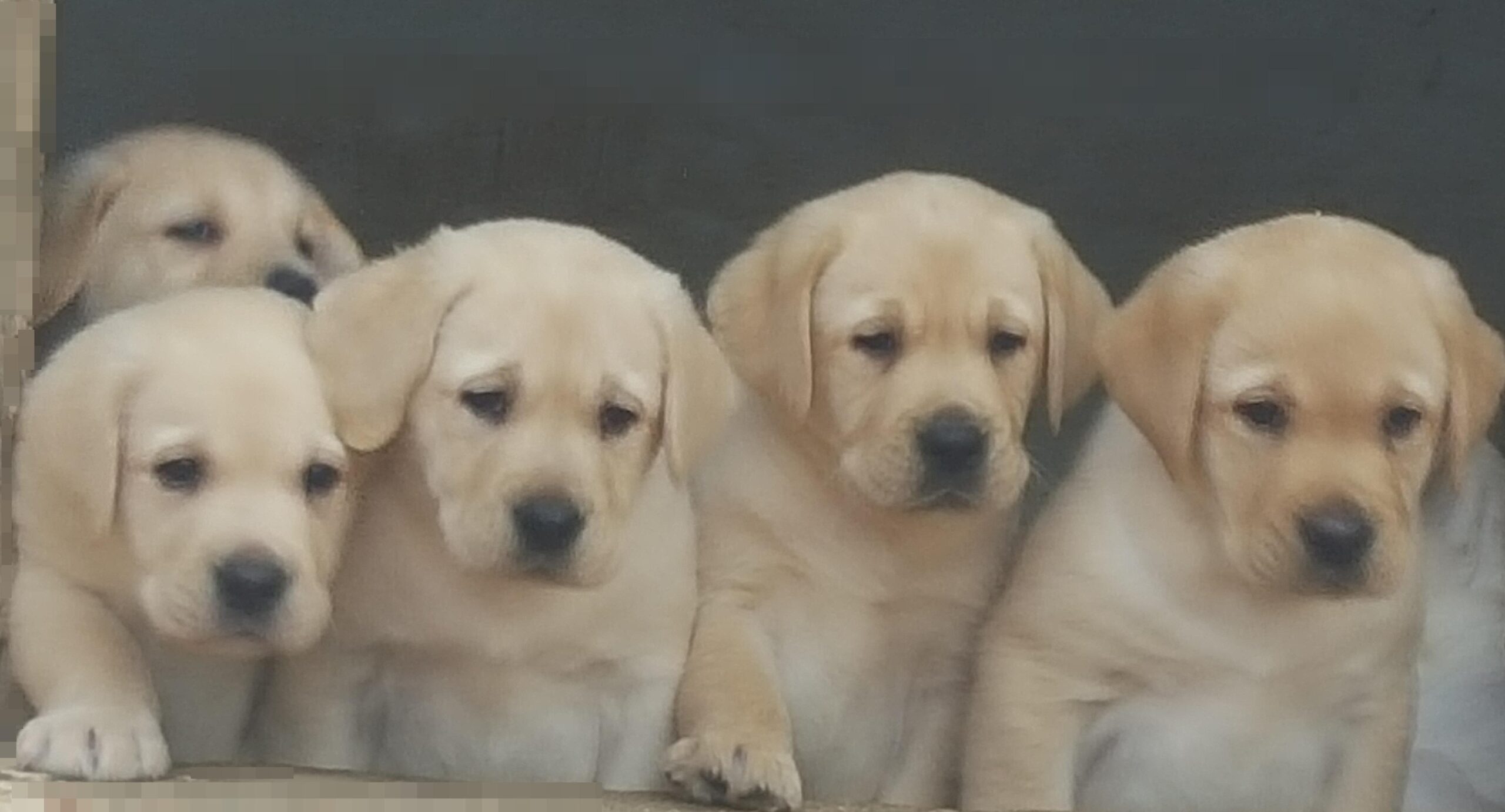 Chiots labrador dans un environnement familial