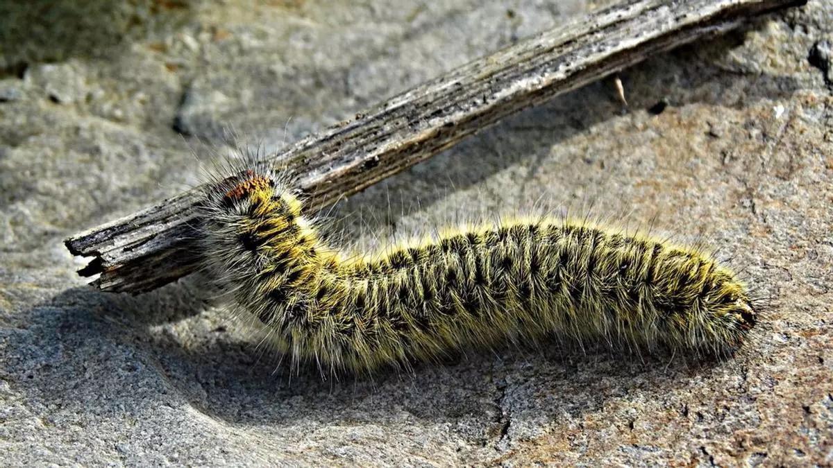 Retirada de nidos de oruga procesionaria en Madrid