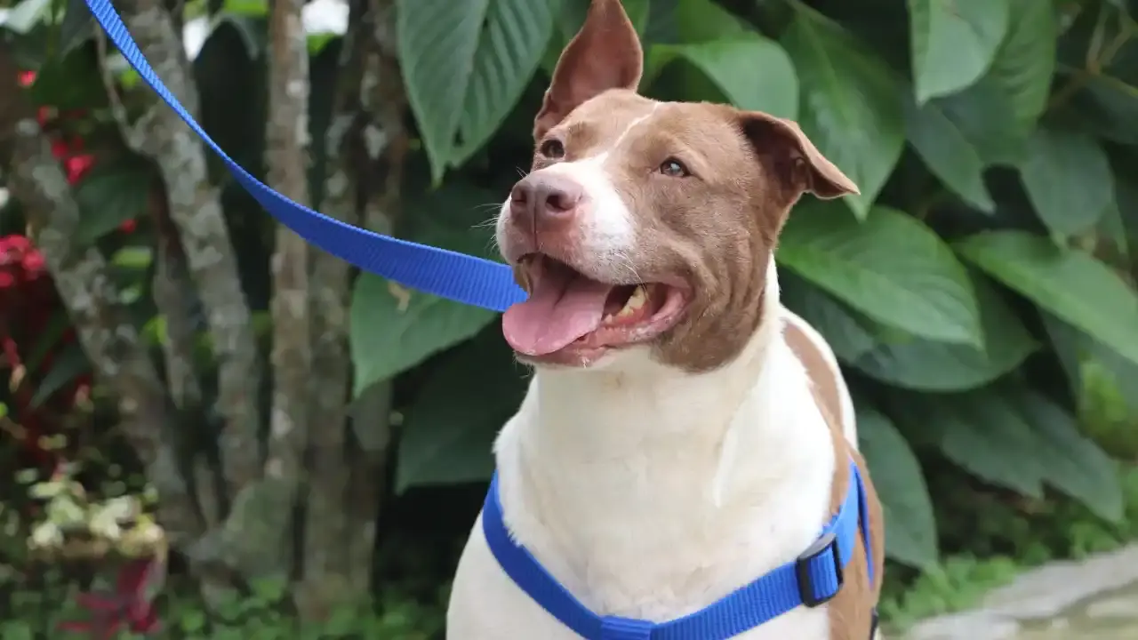 perros de manejo especial registro obligatorio